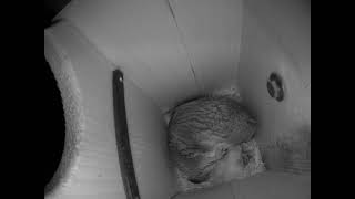 Mom Feeding Owlets 1 and 2 a Lizard