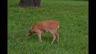 Косуля гуляет в парке Королевские лазенки в Варшаве