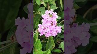 Lantana! 🌸#lantana#flowers#nature#floresta#jardim