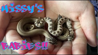 We got Hognose Babies! Eggs Hatching