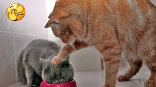 🐈Невгамовні Коти та Собаки🐕. Підбірка Смішних Відео про Домашніх Тварин 2022 №22