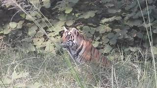 Tiger Cub at Panna goes missing from Mommy- November 2023