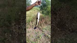 #fishing #fishingrod #shortvideo #subscribe #fishing #animals #fish