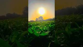 kisan whatsapp status farmers day whatsapp status farmer 🙏💯 happy farmers day farmer whatsapp status