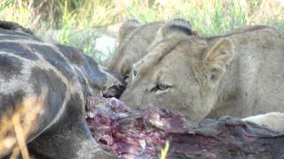 Kruger park 2013 lions eating a giraffe HD