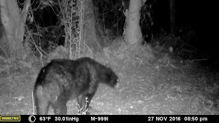 Trail Camera Pickup