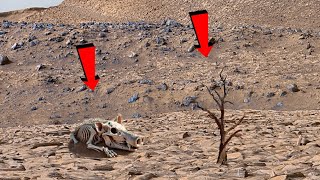 Incredible Video Footage of Mars: Perseverance Rover Shared Stunning Landscapes of Mars on Sol 1163