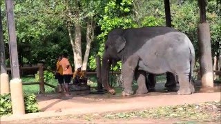 SRI LANKA NATIONAL PARK Elephants