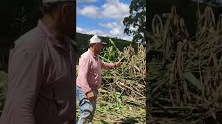 Roça perdida😔 Desastre natural afetou a nossa produção #shorts #short #agro #campo #rural #roça