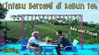 KEBUN TEH CIKUYA LEBAK BANTEN | #QnAVlog Part 3