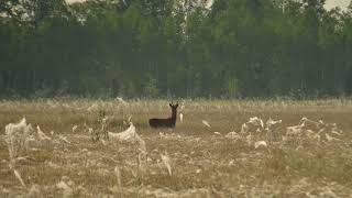 Крики сибирских косуль Capreolus pygargus