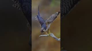 Peregrine Falcon in flight #subscribe #shorts #wildlife #nature #birdwatching #birdsofprey #raptors