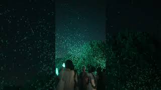 神代植物園夜間公開バブルミネーション　 #film #神代植物公園  #シャボン玉 #soapbubble