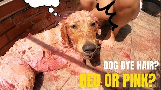 Ep1 Golden retriever dye her fur red or pink?