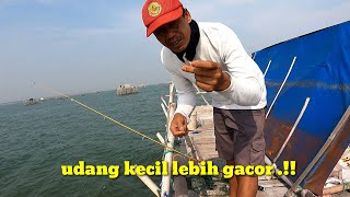 INGIN MANCING DAPAT BANYAK GUNAKAN UMPAN UDANG KECIL