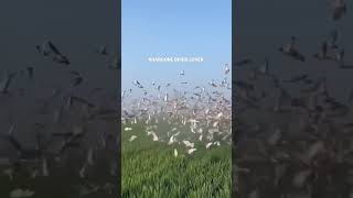 A Lots Of Pigeon 🥰#youtubeshorts #viralshort #shorts