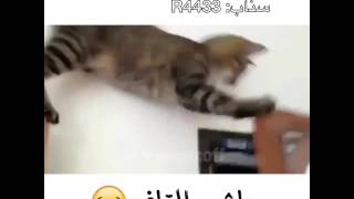 اللقافه شينه  😂 😂