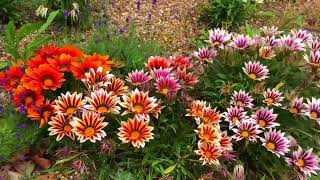 African daisies / daisybushes (beautiful)