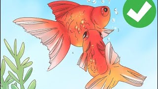 TRUCO QUE NO SABÍAS PARA PODER  REPRODUCIR GOLDFISH EN ACUARIO FACIL PARA PRINCIPIANTES