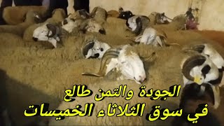 حولي العيد | ‪تمن الحولي اليوم في المغرب بسوق الثلاثاء الخميسات بتاريخ 11/06/2024