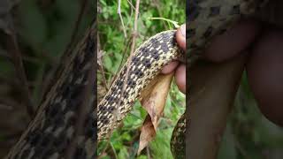 Garter snake eating a northern brown snake. (De Kay)