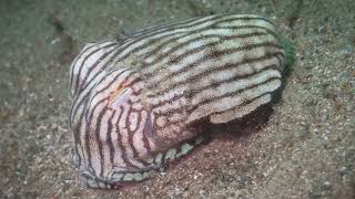 NSW marine life – octopus, cuttlefish, squid