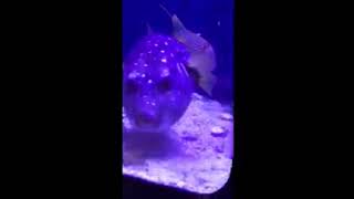 Feeding Puffer Fish