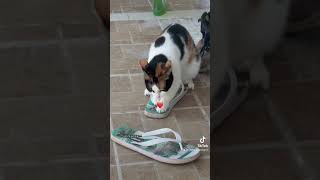 #cat #catlover #video #catvideos #cats #catshorts #love #loveanimals