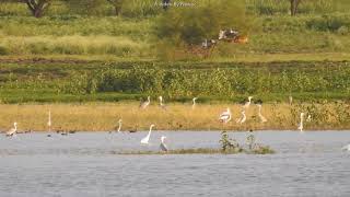 SANGAREDDY MAHBOOB SAGAR POND (MANJEERA WILDLIFE SANCTUARY) VIDEO CLIP/Power Lines