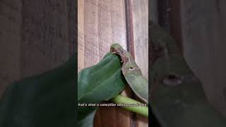 Caterpillars Eating A Leaf