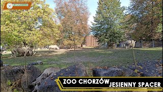 ZOO CHORZÓW - Jesienny Spacer