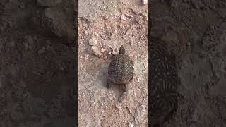 Oilfield box turtle in a puddle 3 of 3