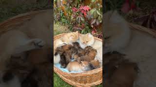 Very beautiful kittens #shorts #youtubeshorts #cat #kitten #pets #shortvideo #animals #trending