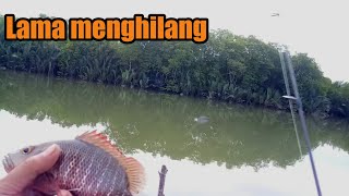 MENCARI MANGROVE JACK YANG LAMA MENGHILANG