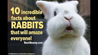 ALL ABOUT RABBIT and RABBIT FARMING IN CAPIZ  - THANKZ MIGZ ACEJO for the video