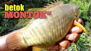 MANTAP TENAN ‼️ banyak betok besar di parit yang habis di cuci || Mancing betok monster