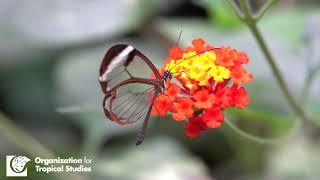 OTS Tropical Butterfly Ecology - Specialty Course Promotional Video