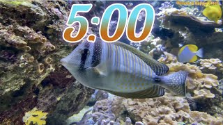 5 Minute Aquarium Timer/Countdown With Relaxing Music 🐟🐠|Cuenta Regresiva de 5 Minutos con Música.