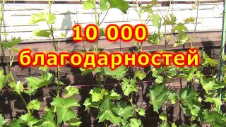 10000 благодарностей подписчикам канала