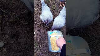 Raising Chickens