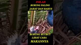 Burung paling rakus#shorts