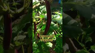 വഴുതന #youtubeshorts #gardeningvideos #floweringplant