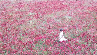 Poppies in Provence