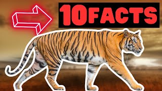 Exploring Tigers: 10 Amazing Facts