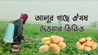 আলুর গাছে ঐষধ দেওয়ার ভিডিও | Video of applying medicine to potato plants