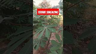 Membongkar cara tanam singkong agar berbuah banyak #tutorialviral #singkong #buahlebat #shorts