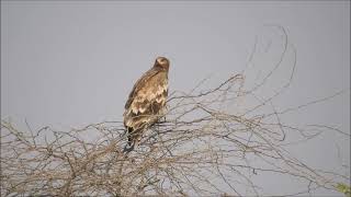 eastern imperial eagle