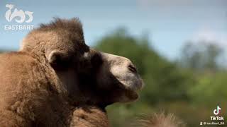 Why camels can live in the desert? #camel #camelmilk #powderedmilk #healthcare #camels #nutrition