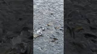 Fishes... in Nainital 🐠🔥💯 #viral #youtubeshorts #villagelife