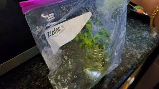 How to grow rice paddy herb (ma om) from cutting!